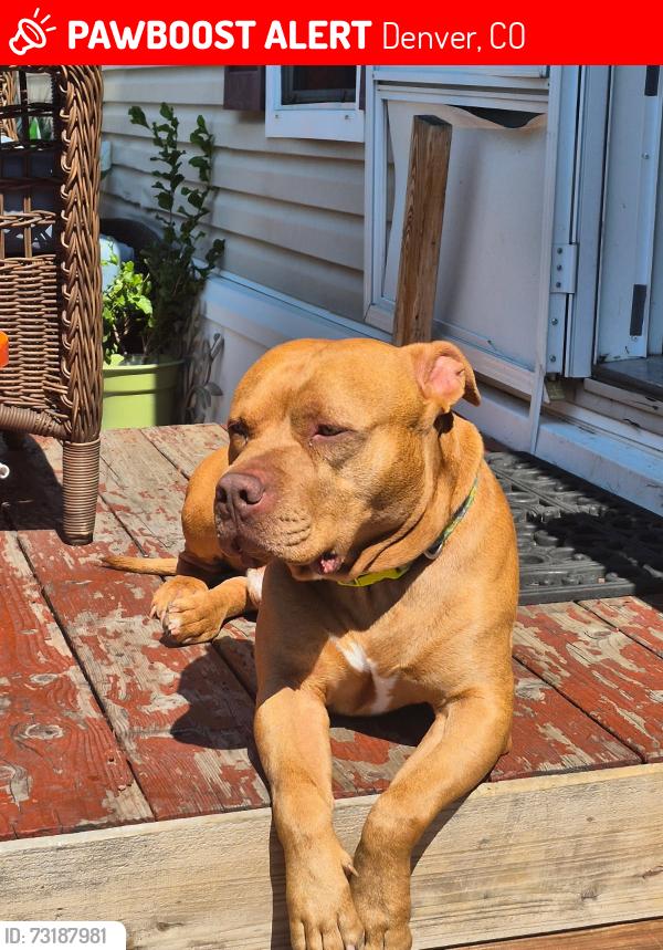 Lost Male Dog last seen W Colfax and Irving, Denver, CO 80204