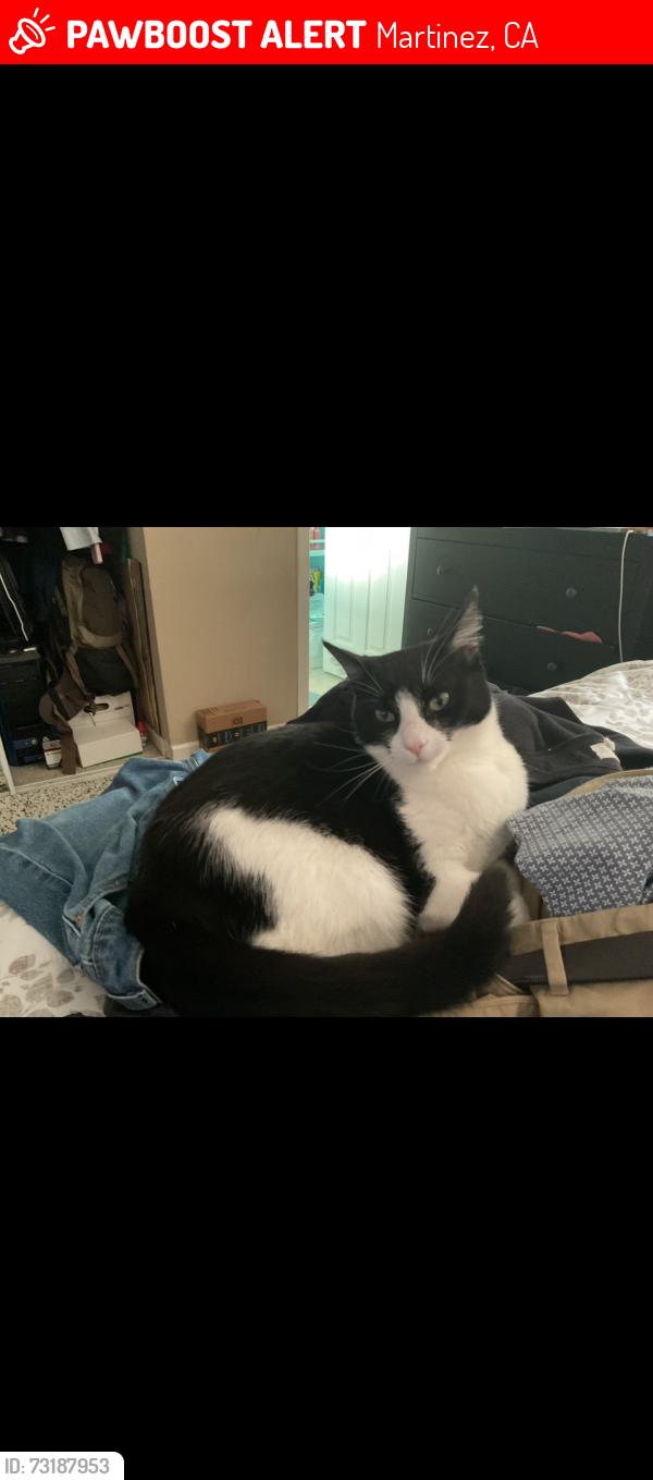 Lost Female Cat last seen Missouri street, Martinez, CA 94553