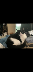 Lost Female Cat last seen Missouri street, Martinez, CA 94553