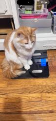 Lost Male Cat last seen Gary Ave, Lorain, OH 44055