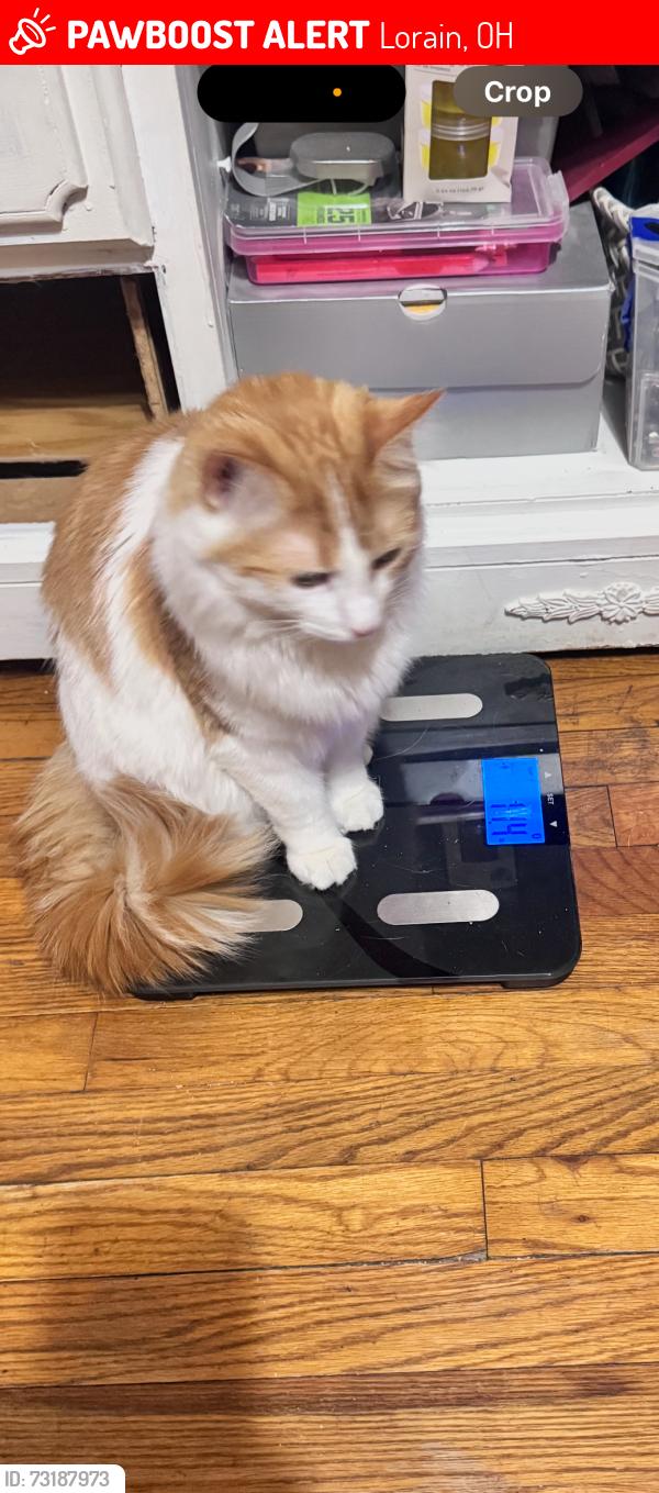 Lost Male Cat last seen Gary Ave, Lorain, OH 44055