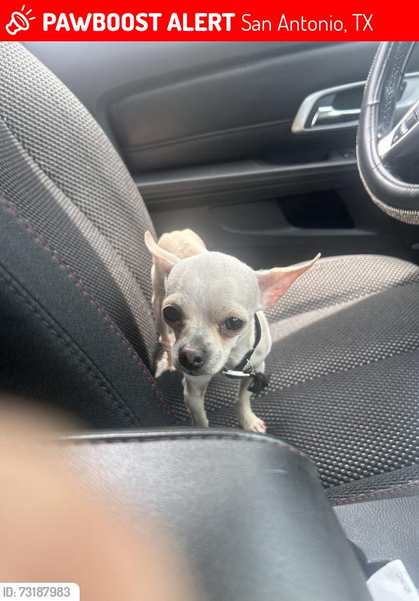 Lost Male Dog last seen Huron, San Antonio, TX 78211