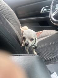 Lost Male Dog last seen Huron, San Antonio, TX 78211