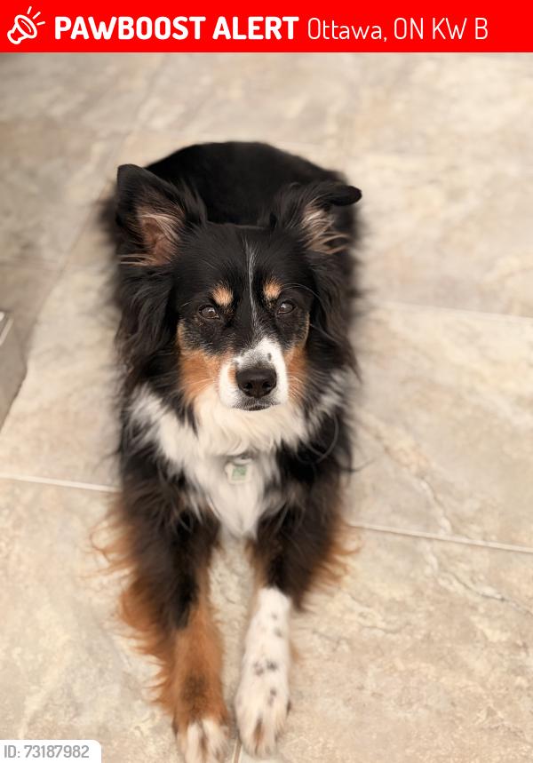 Lost Female Dog last seen Blue Willow Crescent & Grands-Champs Way, Ottawa, ON K1W 1B9