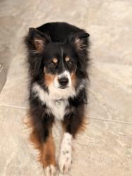 Lost Female Dog last seen Blue Willow Crescent & Grands-Champs Way, Ottawa, ON K1W 1B9