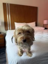 Lost Female Dog last seen Henry st and Carroll st, Brooklyn, NY 11231