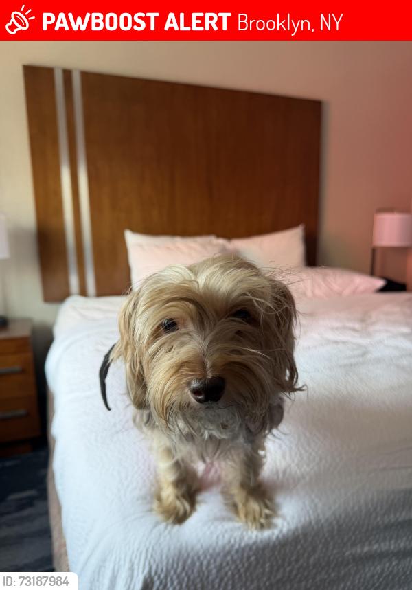 Lost Female Dog last seen Henry st and Carroll st, Brooklyn, NY 11231
