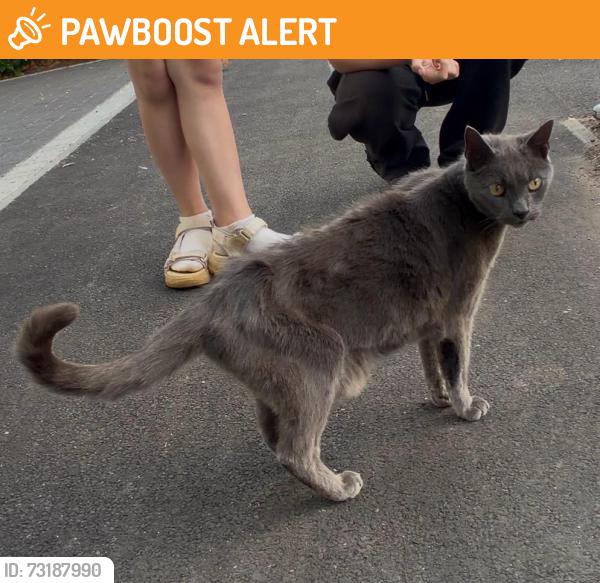Found/Stray Unknown Cat last seen Near cedar heights, Greater London, England TW10 7AE