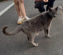 Found/Stray Unknown Cat last seen Near cedar heights, Greater London, England TW10 7AE