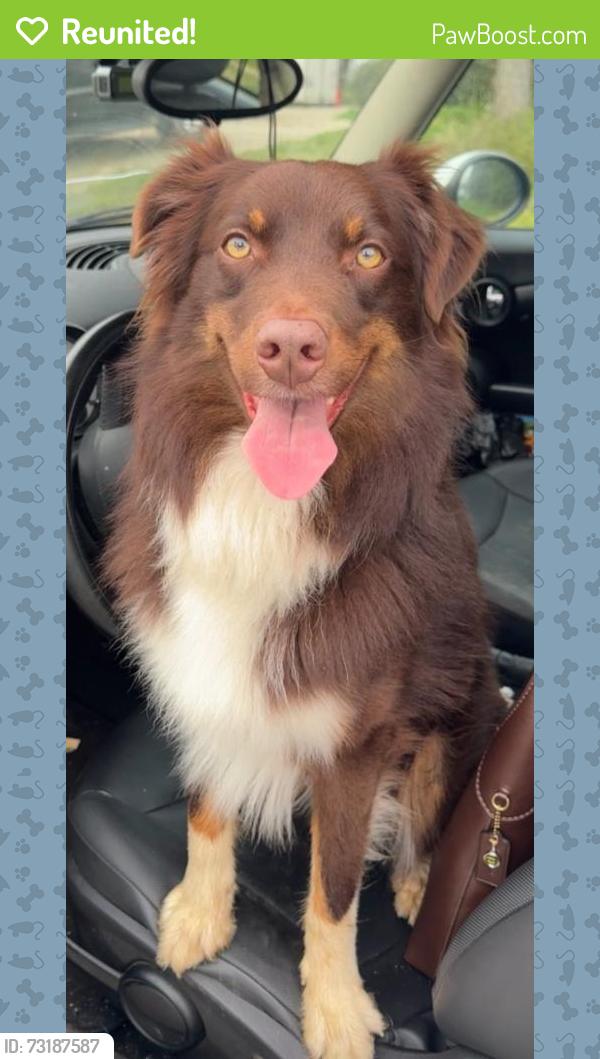Reunited Male Dog last seen South H Street and Planz, Bakersfield, CA 93304