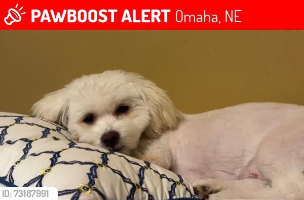 Lost Male Dog last seen Saddle creek Parker st, Omaha, NE 68104