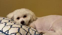 Lost Male Dog last seen Saddle creek Parker st, Omaha, NE 68104