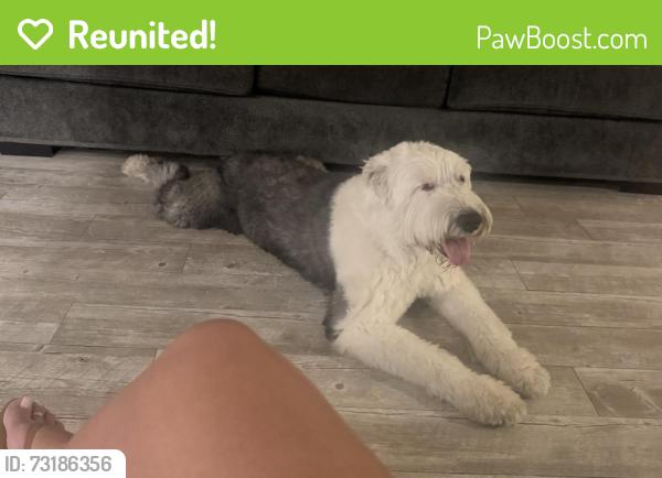 Reunited Male Dog last seen Badillo elementary, Covina, CA 91724