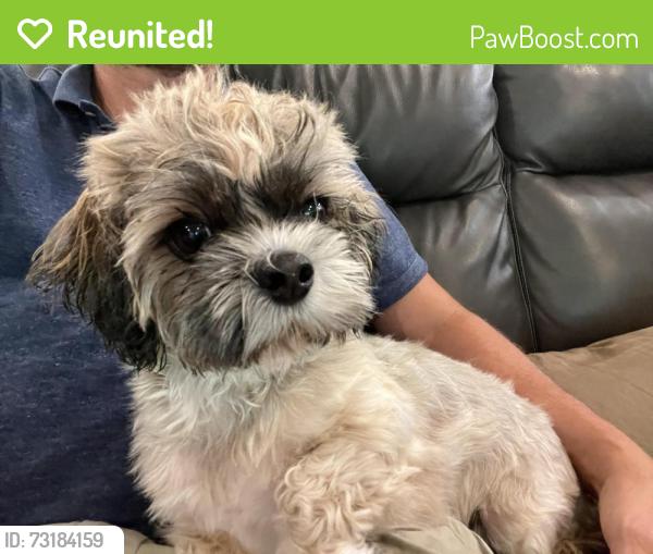 Reunited Female Dog last seen Near Blue Lakes Park, Olympia Heights, FL 33165