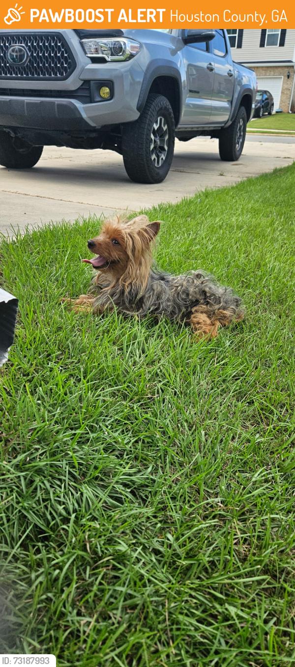Surrendered Male Dog last seen Frostbrooke way, Houston County, GA 31005