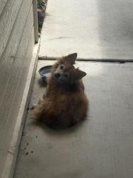 Reunited Unknown Dog last seen Gleeson Ct Bakersfield ca, Bakersfield, CA 93311