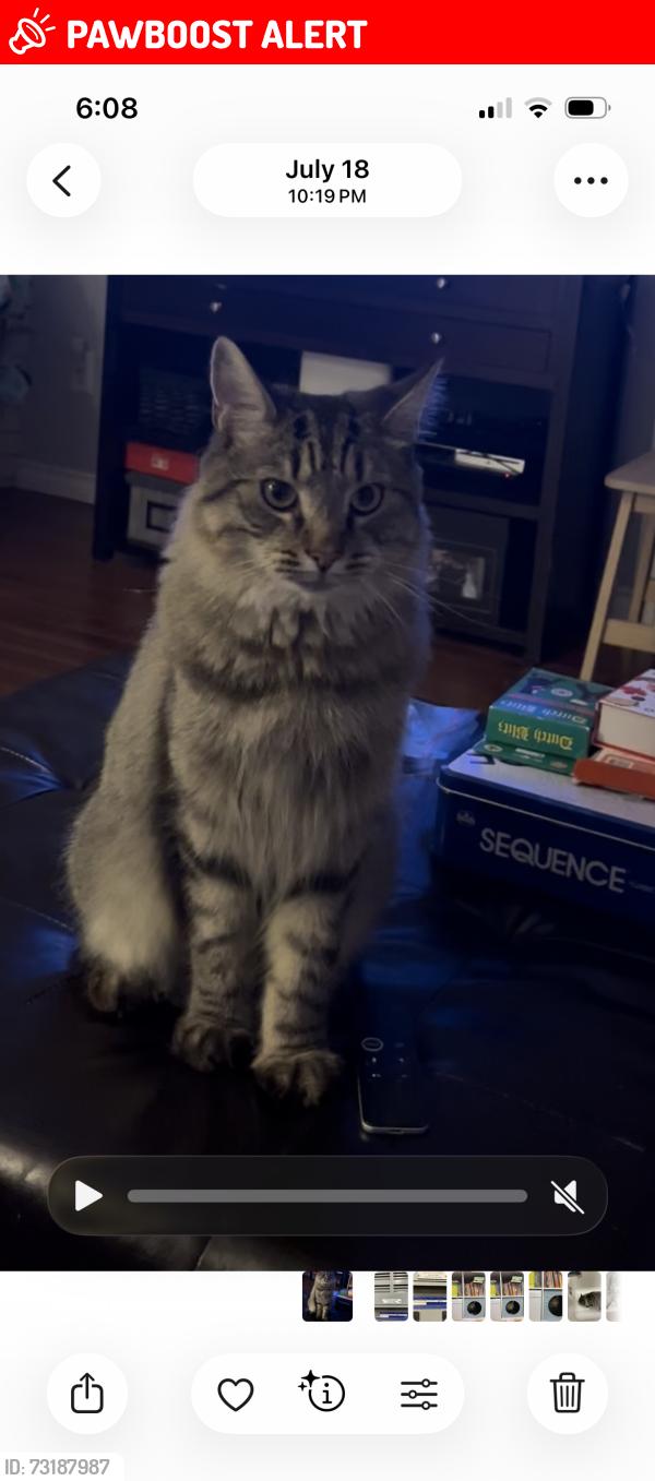 Lost Male Cat last seen Near prince street, lower Sackville, Lower Sackville, NS B4C 1L4