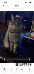 Lost Male Cat last seen Near prince street, lower Sackville, Lower Sackville, NS B4C 1L4