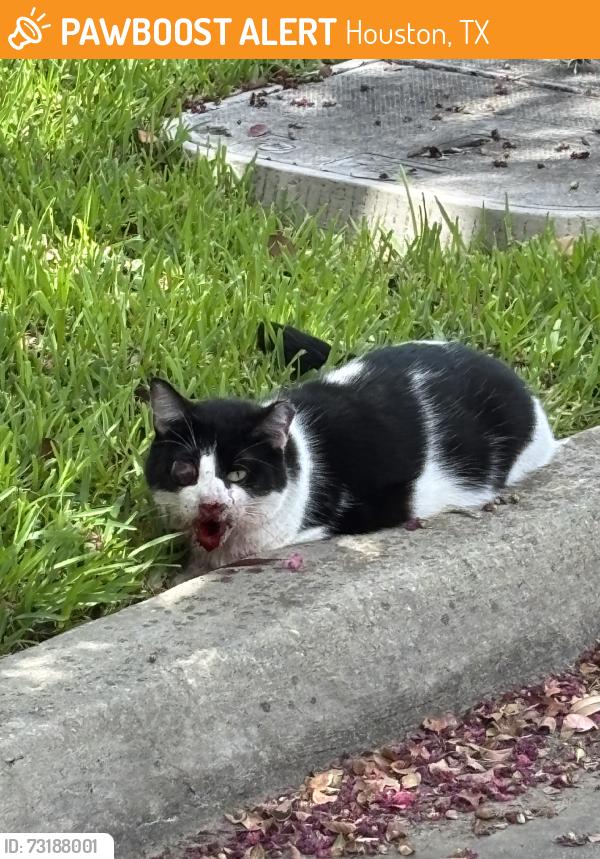 Found/Stray Unknown Cat last seen On eastwood near leeland, Houston, TX 77023