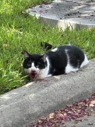 Found/Stray Unknown Cat last seen On eastwood near leeland, Houston, TX 77023