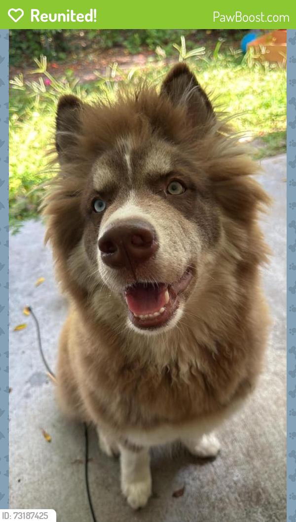 Reunited Male Dog last seen Moss Park area (314 S Moss rd. Winter Springs, FL), Winter Springs, FL 32708