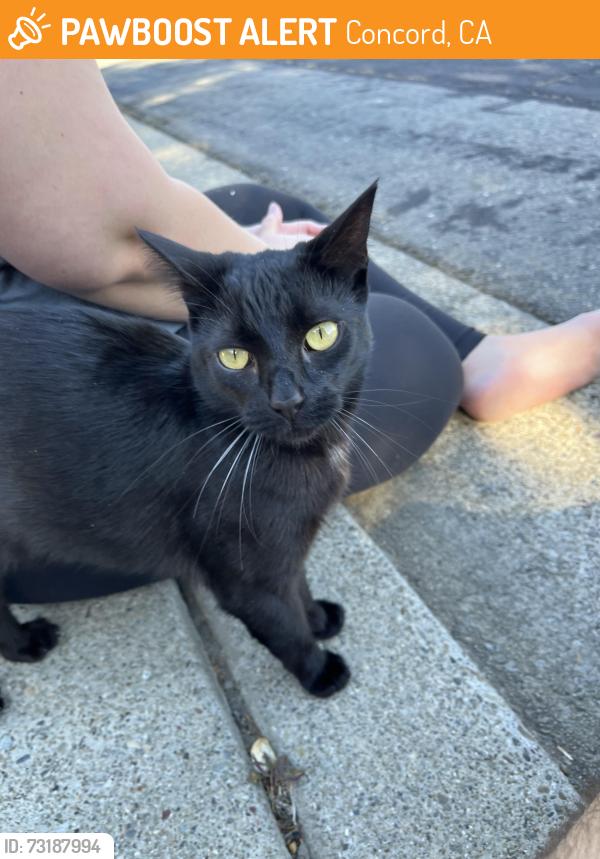 Found/Stray Female Cat last seen Turtle Creek Neighborhood, Concord, CA 94521