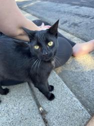 Found/Stray Female Cat last seen Turtle Creek Neighborhood, Concord, CA 94521