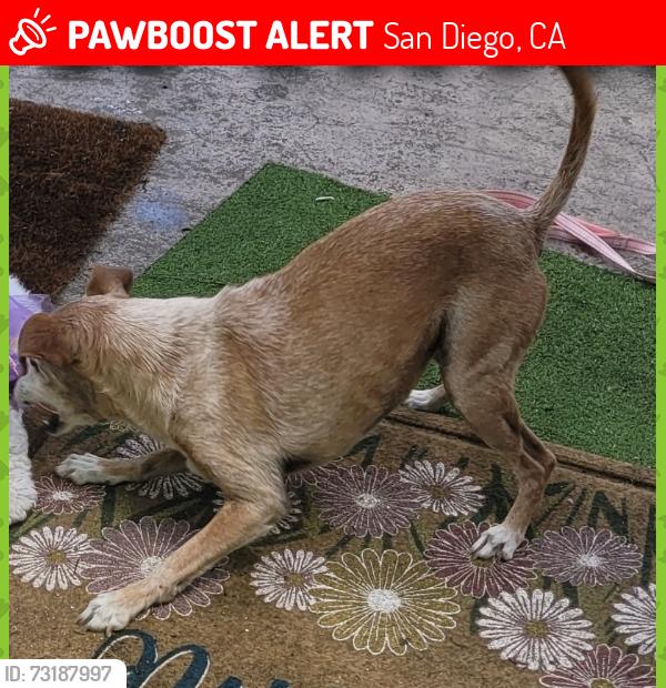 Lost Female Dog last seen 36th and Franklin, San Diego, CA 92113