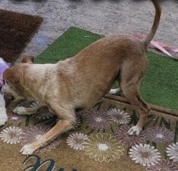 Lost Female Dog last seen 36th and Franklin, San Diego, CA 92113