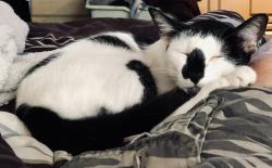 Reunited Male Cat last seen Morgan Combee & Reynolds Road by Wilderness Shores campground, Lakeland, FL 33801