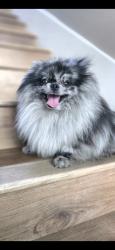 Lost Male Dog last seen Oxnard, Los Angeles, CA 91316