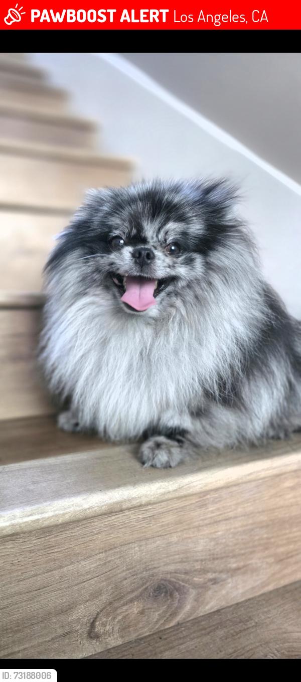 Lost Male Dog last seen Oxnard, Los Angeles, CA 91316