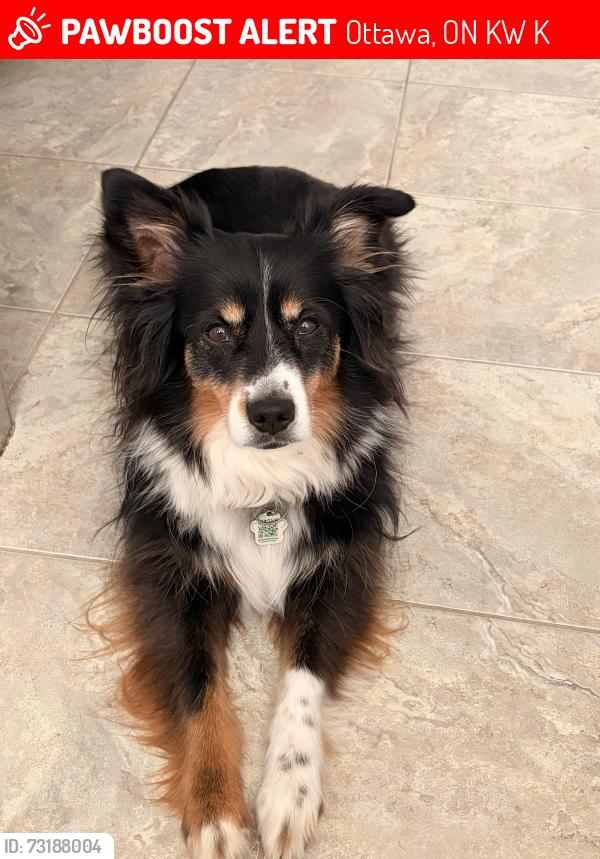 Lost Female Dog last seen Blue Willow Crescent & Grands-Champs Way, Ottawa, ON K1W 1K1