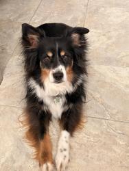 Lost Female Dog last seen Blue Willow Crescent & Grands-Champs Way, Ottawa, ON K1W 1K1