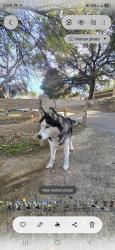 Lost Male Dog last seen Valoren and Corbin, Los Angeles, CA 91335
