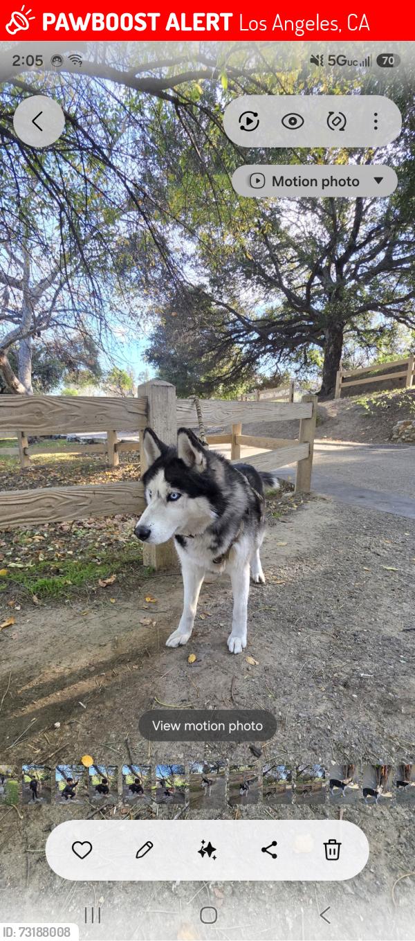 Lost Male Dog last seen Valoren and Corbin, Los Angeles, CA 91335