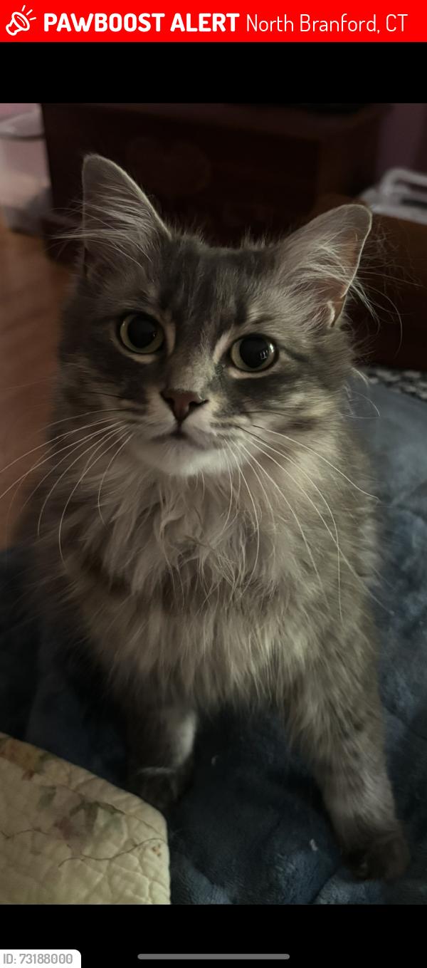 Lost Female Cat last seen Sea hill road, North Branford, CT 06471