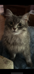 Lost Female Cat last seen Sea hill road, North Branford, CT 06471