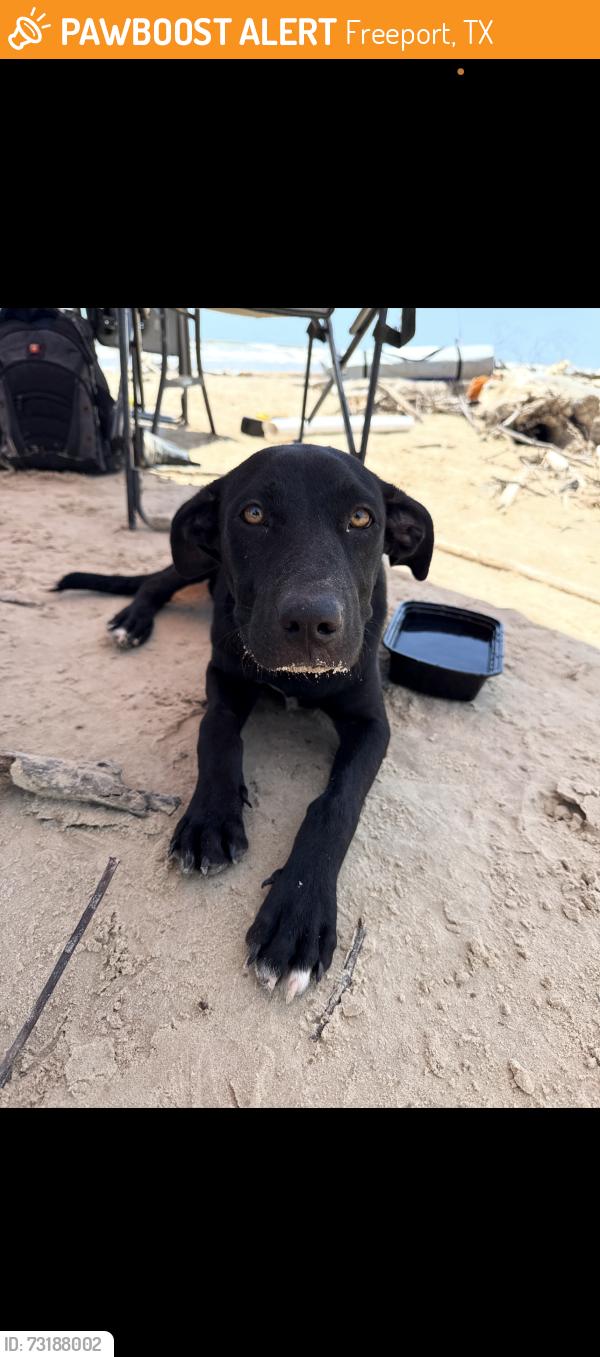 Found/Stray Female Dog last seen Bryan beach, Freeport, TX 77541