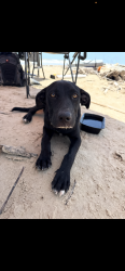 Found/Stray Female Dog last seen Bryan beach, Freeport, TX 77541