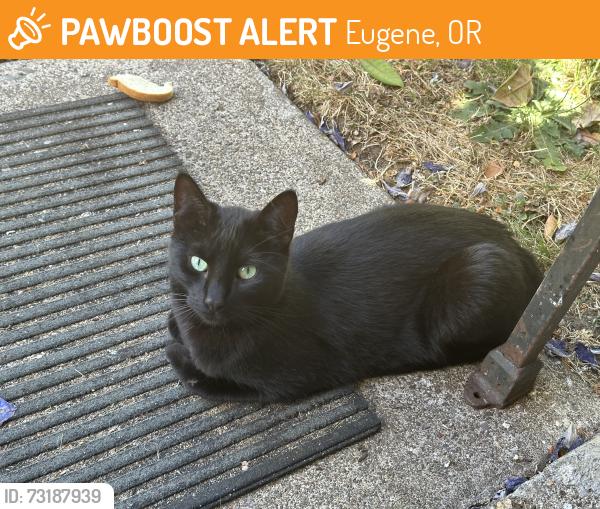 Found/Stray Unknown Cat last seen Berntzen Rd & Marshall Ave, Eugene, OR 97402