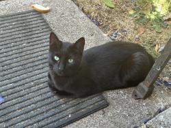 Found/Stray Unknown Cat last seen Berntzen Rd & Marshall Ave, Eugene, OR 97402