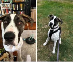 Reunited Female Dog last seen Southern Pines Reservoir, Southern Pines, NC 28387
