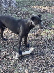 Reunited Male Dog last seen Jones Street and Moulton Street, Greenville, TX 75402