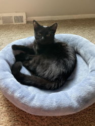 Reunited Female Cat last seen Near winsted drive, North Royalton, OH 44133