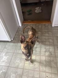 Lost Female Dog last seen Near Dawson Forest Rd., East & red Rider Road Dawsonville GA 30534, Dawsonville, GA 30534