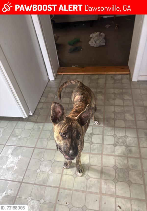 Lost Female Dog last seen Near Dawson Forest Rd., East & red Rider Road Dawsonville GA 30534, Dawsonville, GA 30534