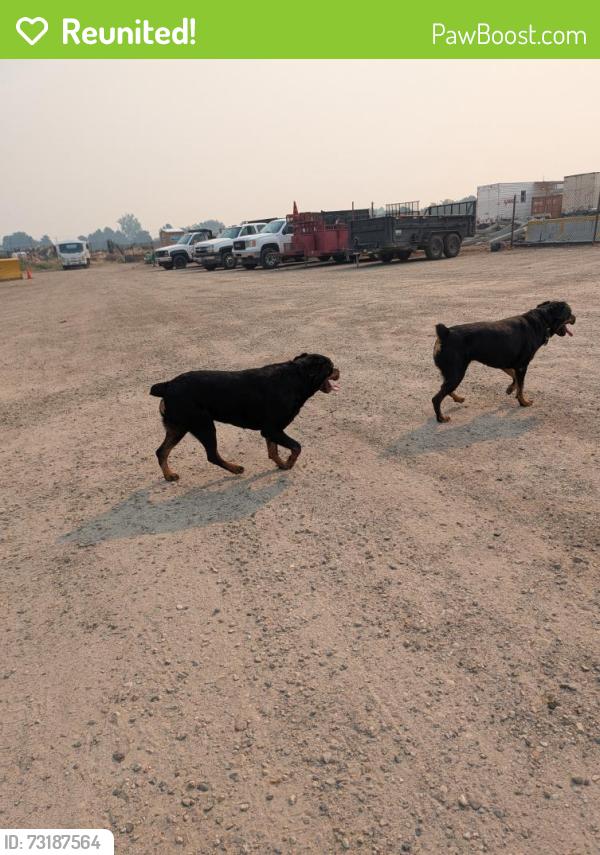 Reunited Unknown Dog last seen Off Cloverdale near HP campus, Boise, ID 83713