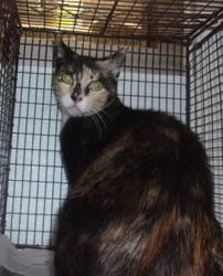Shelter Stray Female Cat last seen , 14409 Vanowen St, Van Nuys, CA 91405, USA