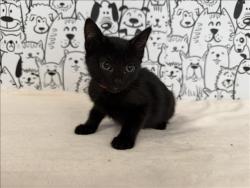 Shelter Stray Female Cat last seen , 957 N Gaffey St, San Pedro, CA 90731, USA